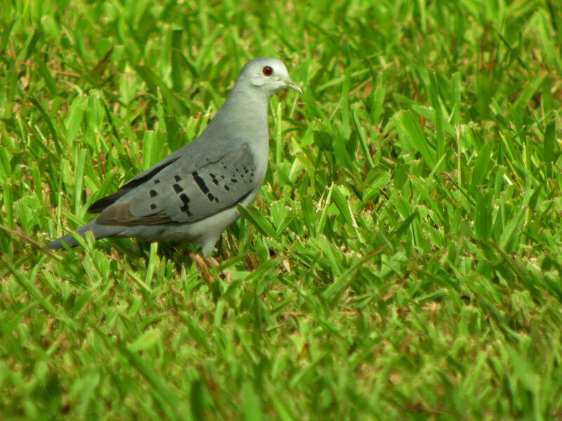 Blue Ground Dove