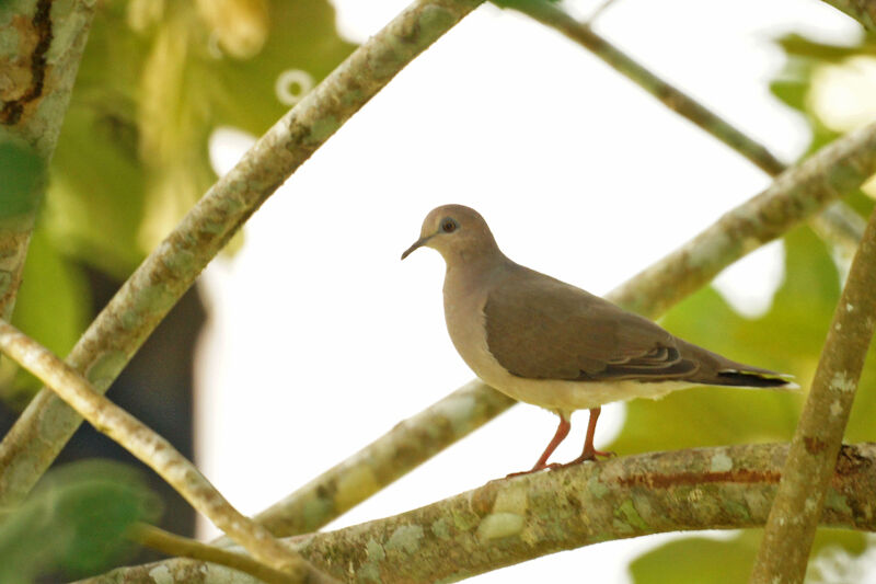 White-tipped Dove