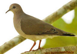 White-tipped Dove