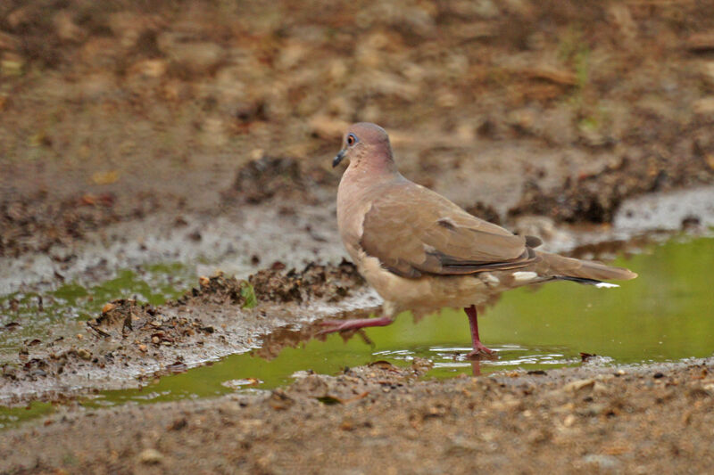 White-tipped Dove