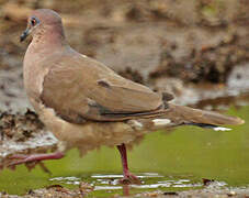 White-tipped Dove