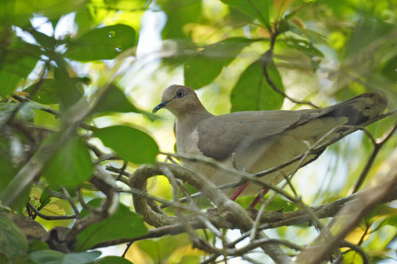 White-tipped Dove