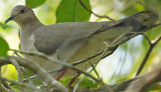 White-tipped Dove