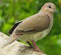 White-tipped Dove