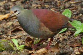 Buff-fronted Quail-Dove