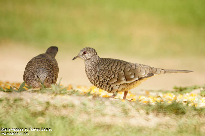 Scaled Doveadult, identification