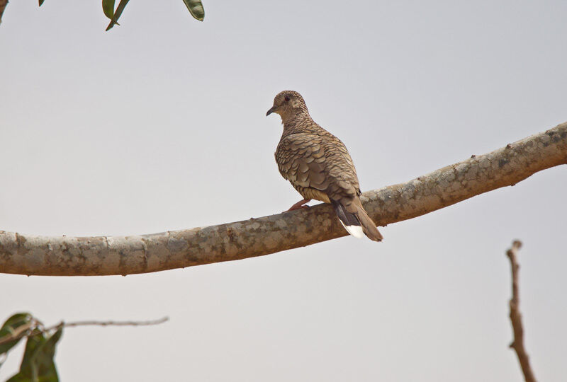 Scaled Dove