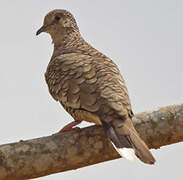 Scaled Dove