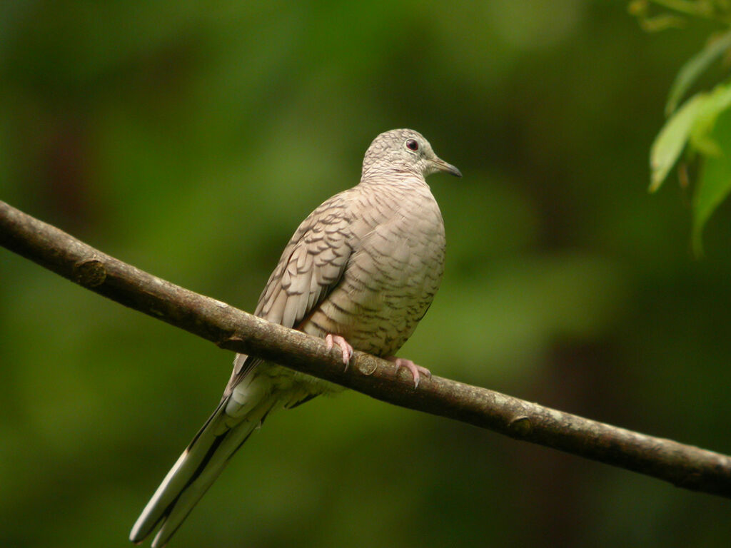 Inca Dove