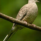 Colombe inca