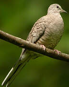 Inca Dove