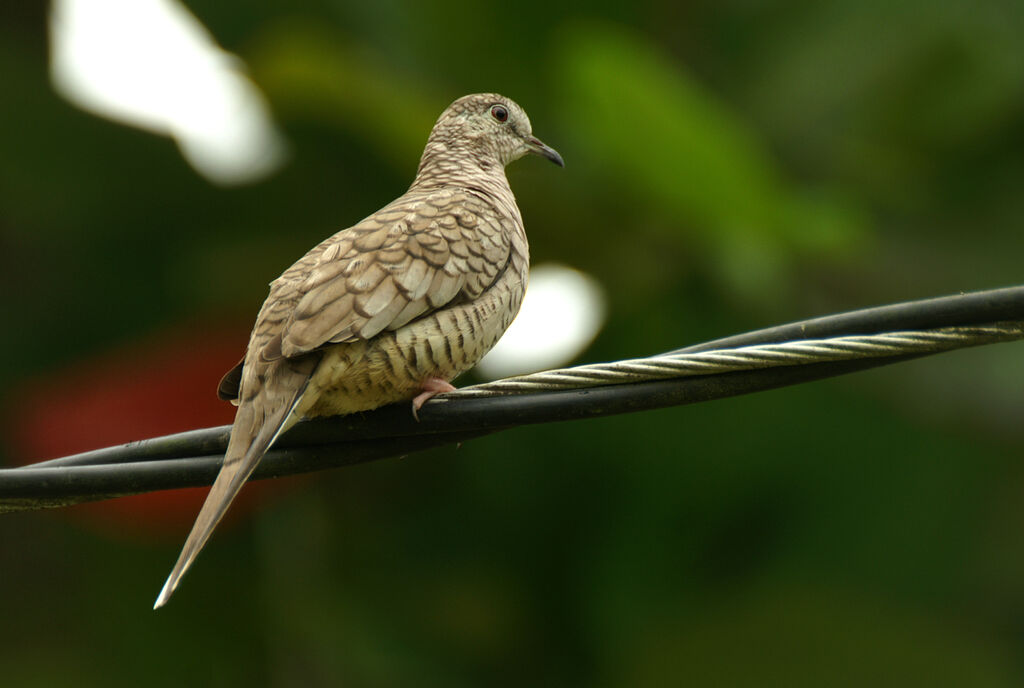 Inca Dove