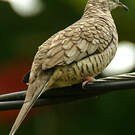 Colombe inca