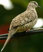 Inca Dove