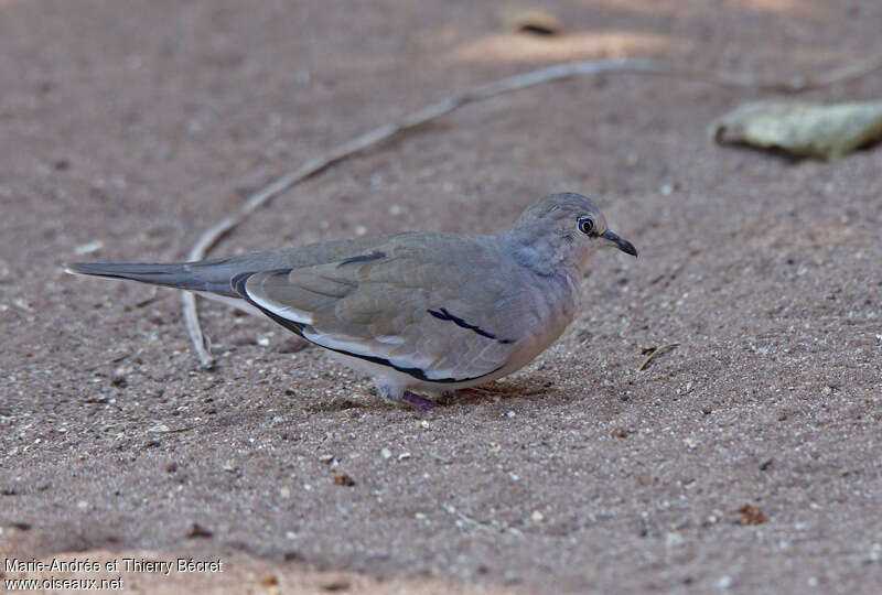 Colombe picuiadulte, camouflage, pigmentation