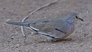 Picui Ground Dove