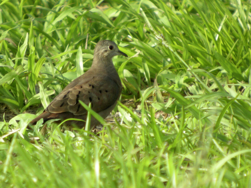 Ruddy Ground Dove female