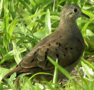 Ruddy Ground Dove