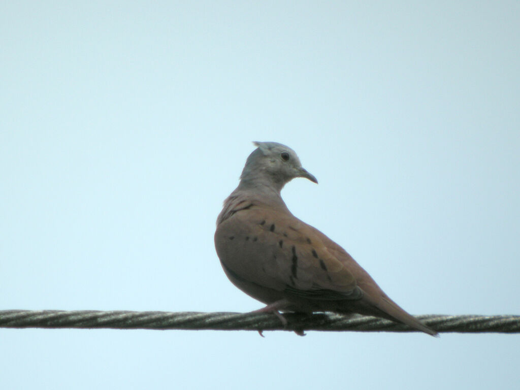 Ruddy Ground Dove