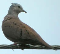 Ruddy Ground Dove