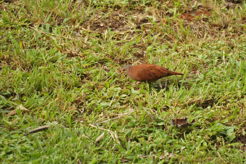 Ruddy Ground Dove