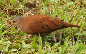 Ruddy Ground Dove