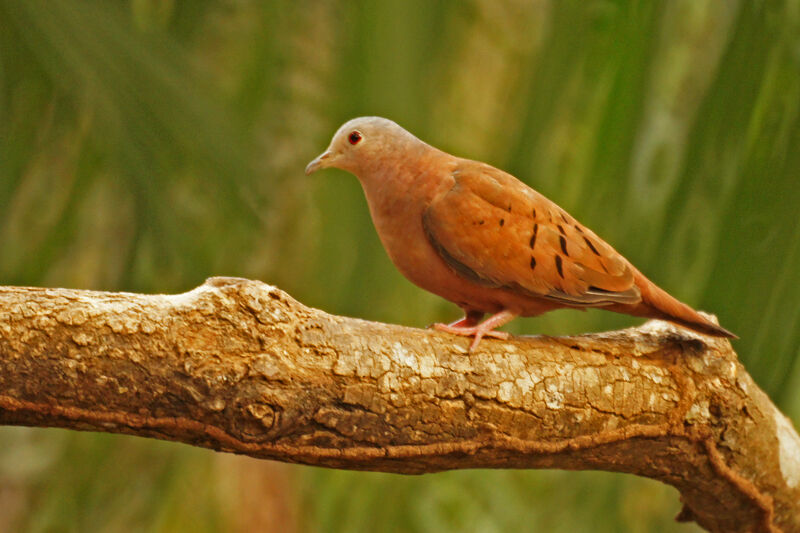 Ruddy Ground Dove