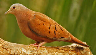 Ruddy Ground Dove