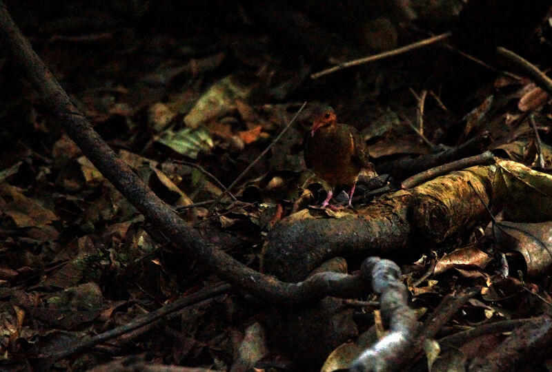 Ruddy Quail-Dove