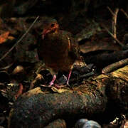 Ruddy Quail-Dove