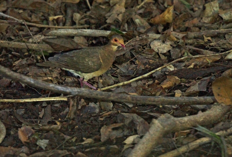 Colombe rouviolette