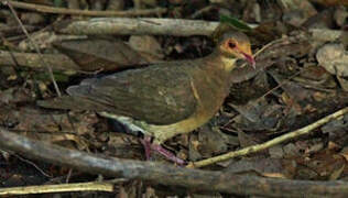 Ruddy Quail-Dove