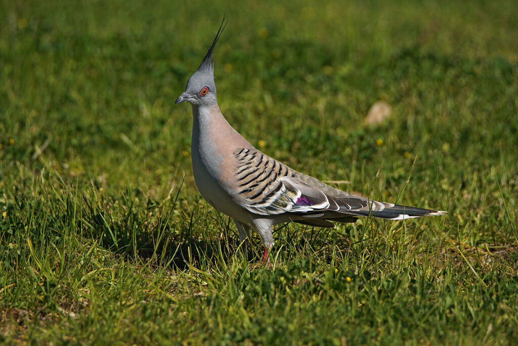 Crested Pigeon