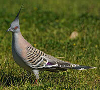 Crested Pigeon