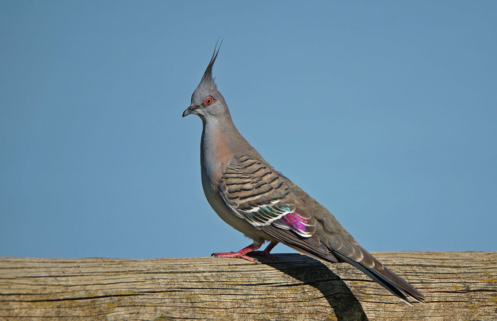 Crested Pigeon