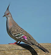 Crested Pigeon