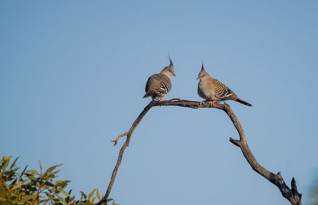 Crested Pigeonadult