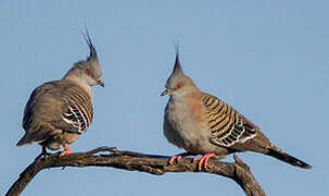 Crested Pigeon