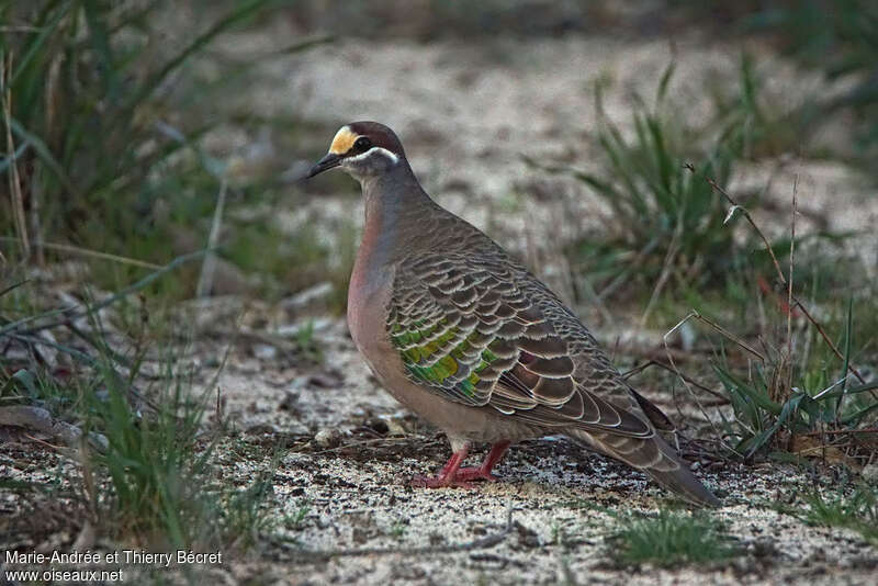 Common Bronzewing male adult, identification