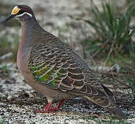 Common Bronzewing