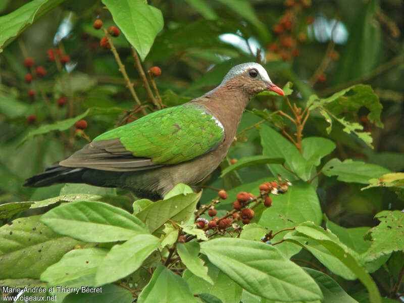 Common Emerald Dove male adult breeding, habitat, feeding habits