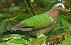 Common Emerald Dove