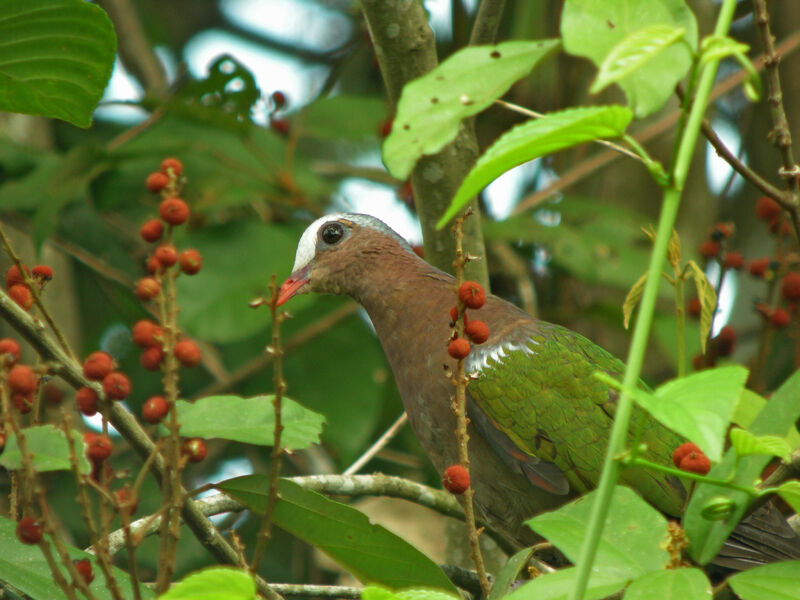 Common Emerald Dove male adult, camouflage, feeding habits