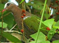 Common Emerald Dove