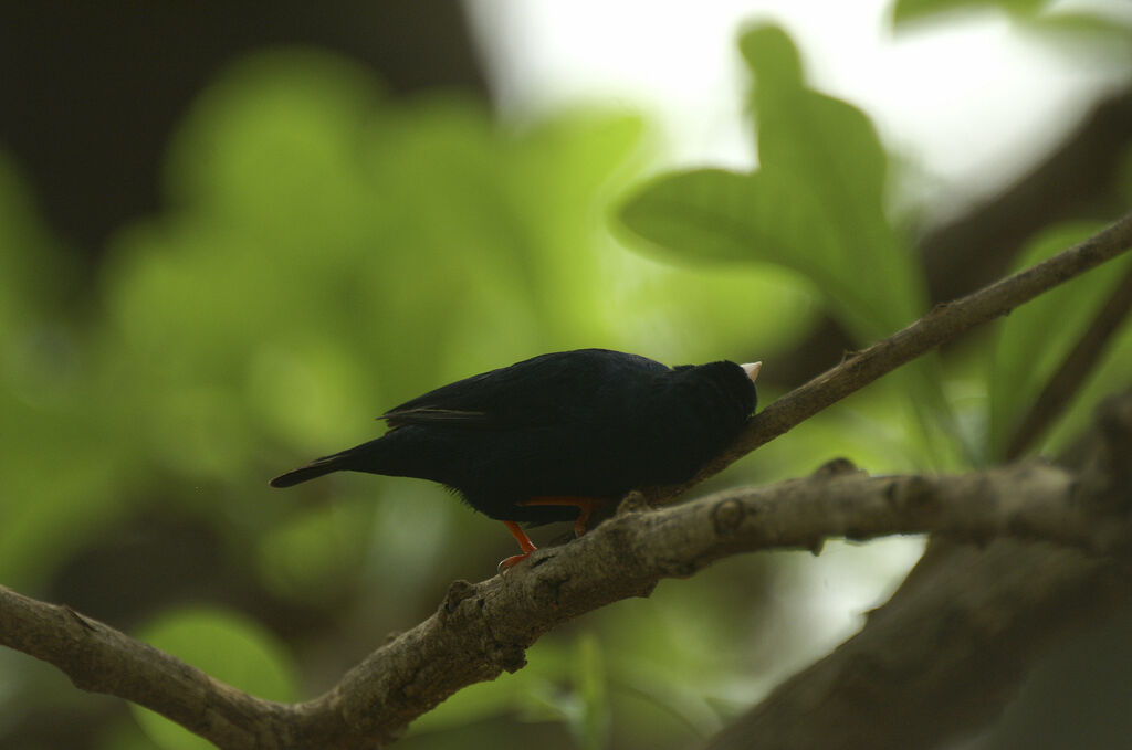 Village Indigobird