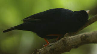 Village Indigobird