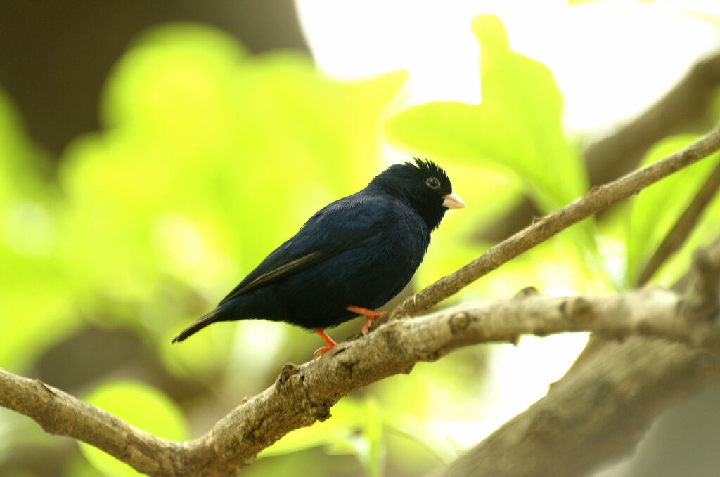 Village Indigobird