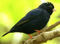 Village Indigobird