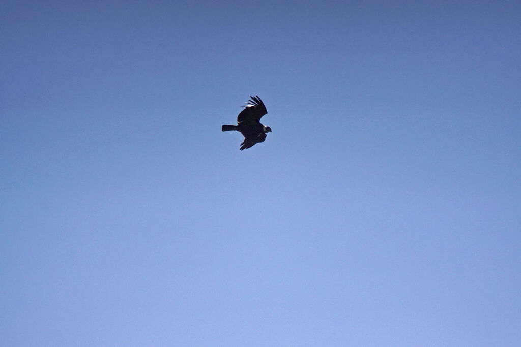 Andean Condor, Flight