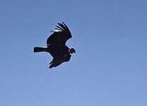 Condor des Andes